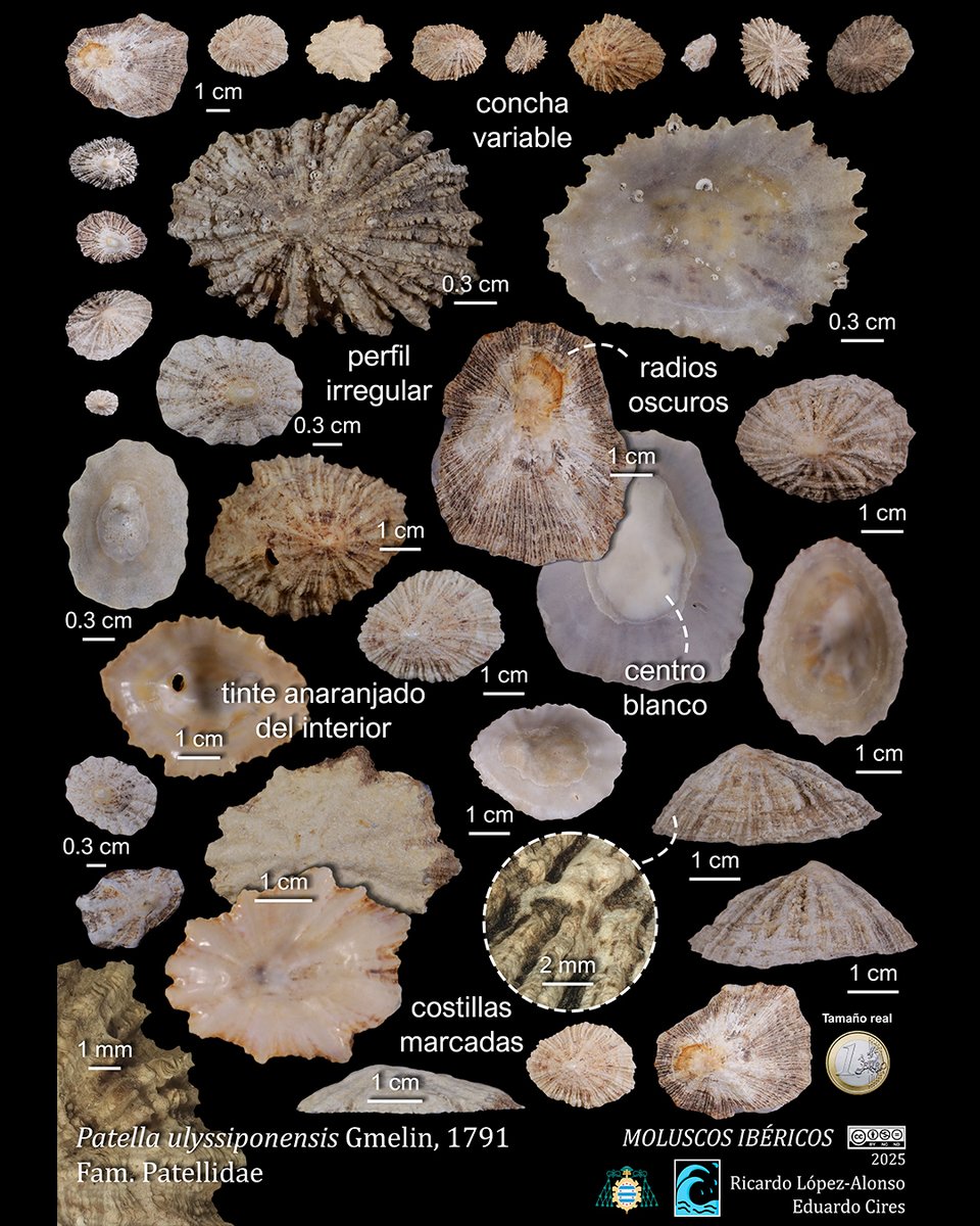 EduardoCires's tweet photo. Patella ulyssiponensis Gmelin, 1791
#Patellidae #Malacología #Gastropoda #MarineMolluscs #Malacología #MarineBiology #Taxonomía #MarineBiodiversity #EcosistemasCosteros #Intermareal #MarineEcology #InvestigaciónCientífica #OceanScience #FaunaMarina
@IndurotUniovi @Lopezalonsord https://t.co/aoVQ1JfRly