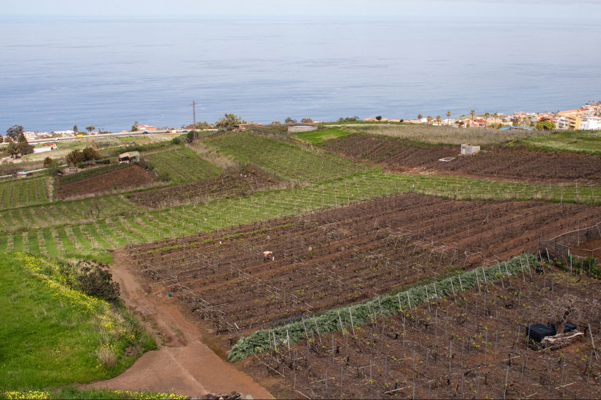 Páter, Bodegas Monje tweet media