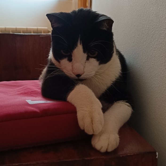 monicalbp's tweet photo. Mi gato y el gato de mi hermana son como Thorfinn y Thorfinn ojos de pollo https://t.co/FfY5goAuVH