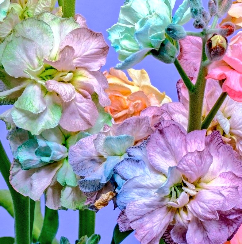 ✨⁺ﾎﾟﾁｯﾄ！おすすめです☆✨⁺