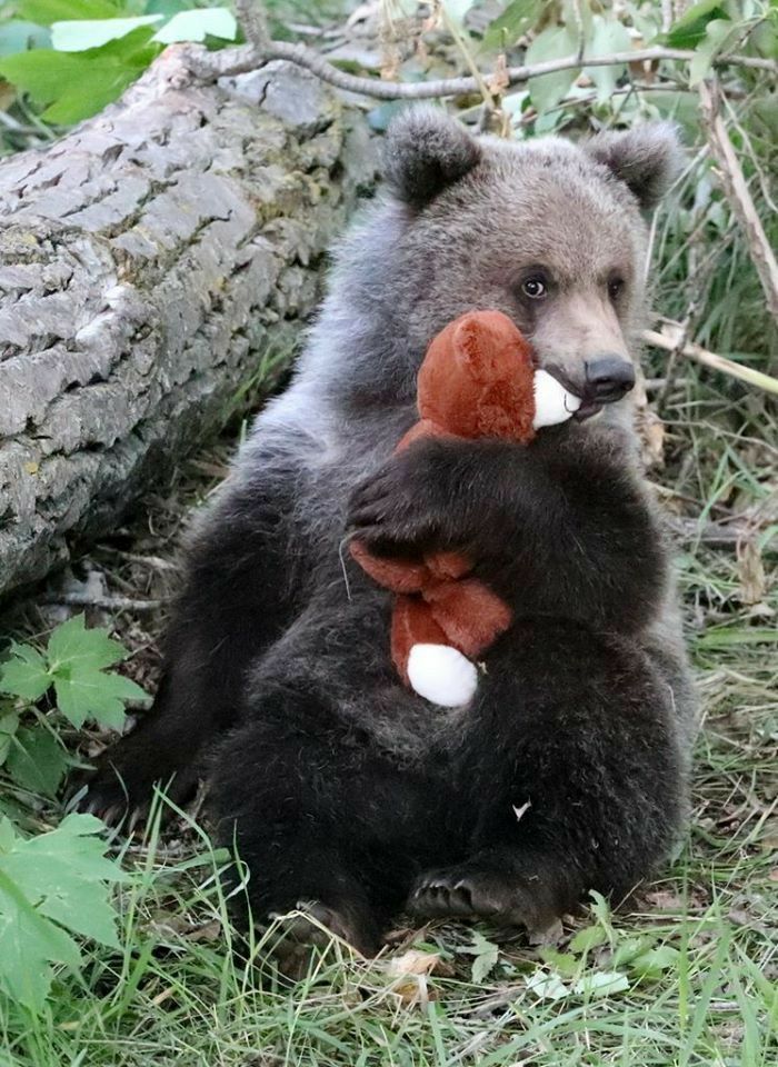 🐻 Bears Daily 🐻 (@bearsdaily_) on Twitter photo 