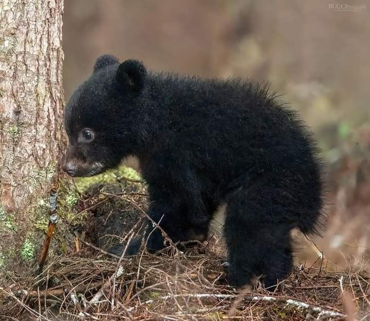 🐻 Bears Daily 🐻 (@bearsdaily_) on Twitter photo 