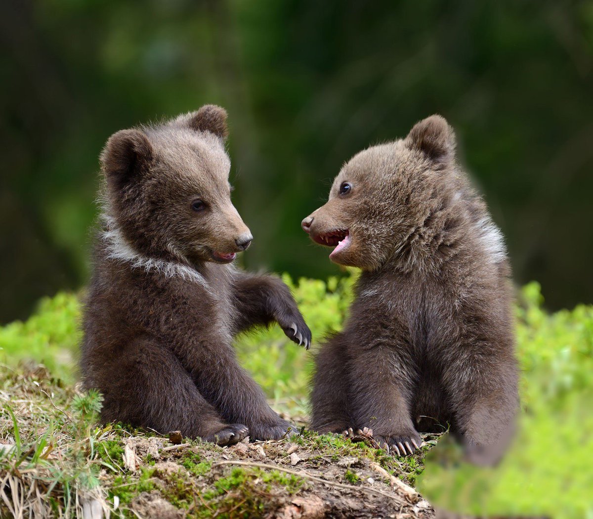 🐻 Bears Daily 🐻 (@bearsdaily_) on Twitter photo 