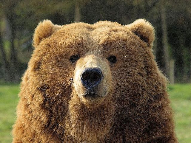 🐻 Bears Daily 🐻 (@bearsdaily_) on Twitter photo 