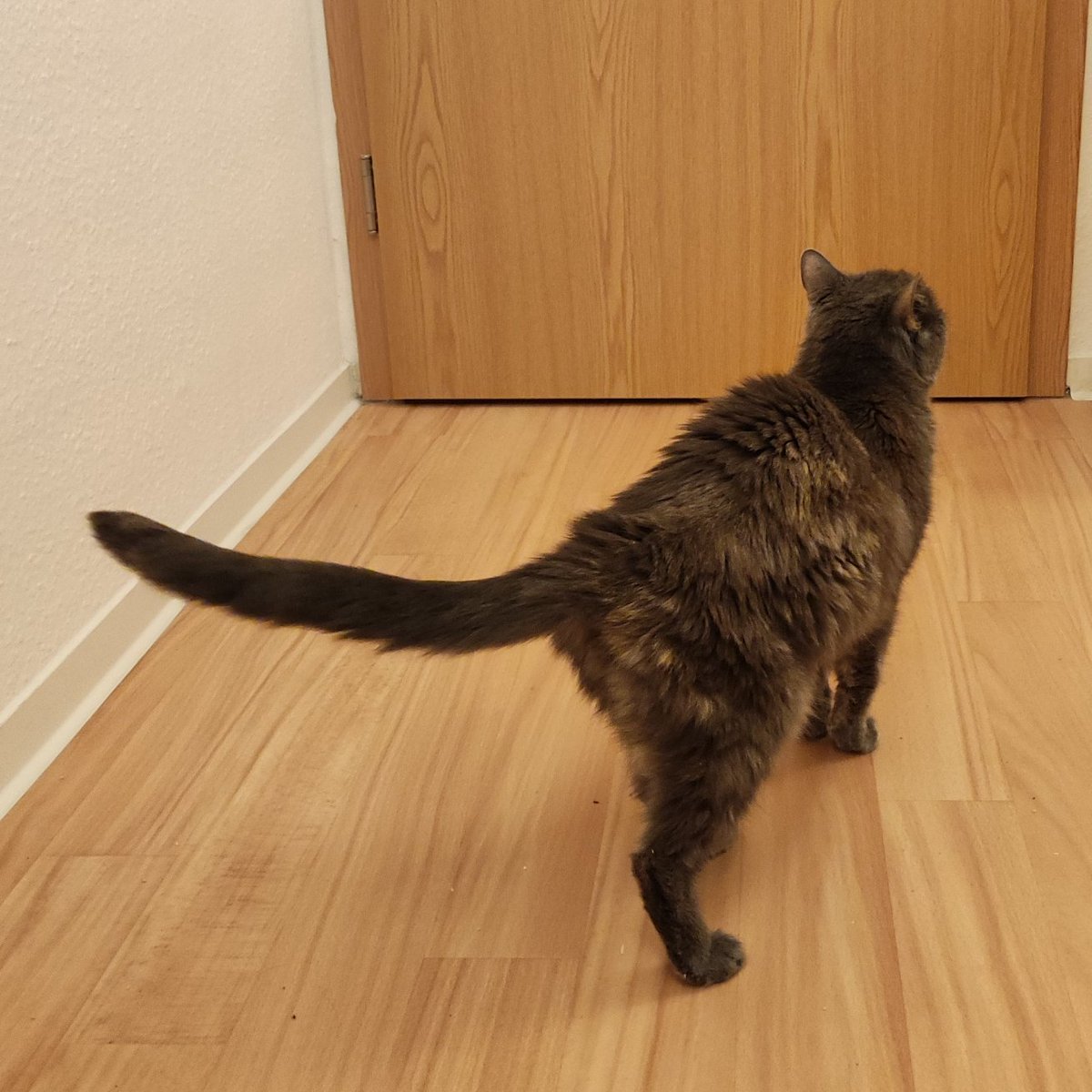 mo_jour's tweet image. Lady Lucina
🐈‍⬛
hat ihren LieblingsDauerSchlafkarton samt rotem Kissen bekotzt.
Hab den #Karton entsorgt, Kissen gewaschen und in andere Schachtel gelegt, selbe Stelle.
🙀
#Katze guckts mitn Arsch nicht an.
Ist jetzt heimatkartonlos und will auswandern.
🥹
Was soll ich bloß tun?!