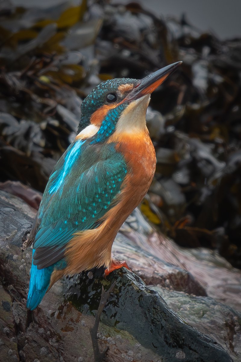 manxmannin's tweet image. Kingfisher at Douglas #isleofman #NatureBeauty