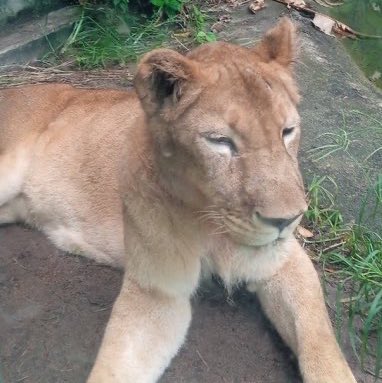 updatecharts's tweet image. Parque Zoobotânico de João Pessoa emite comunicado informando o estado de saúde da Leoa, que ficou em “estado de choque”:

“A Leona está saudável, não apresenta comportamento agressivo fora do contexto do ocorrido e não será sacrificada.”