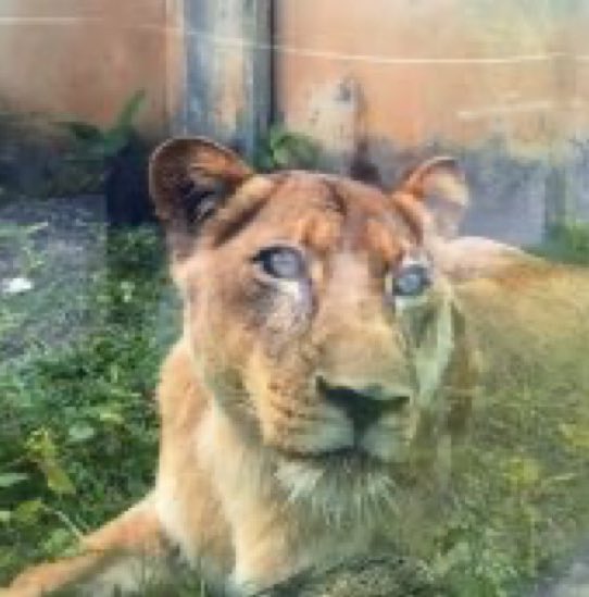 updatecharts's tweet image. Parque Zoobotânico de João Pessoa emite comunicado informando o estado de saúde da Leoa, que ficou em “estado de choque”:

“A Leona está saudável, não apresenta comportamento agressivo fora do contexto do ocorrido e não será sacrificada.”