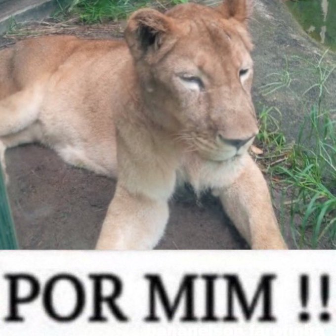 Rafaelsilv94796's tweet image. 