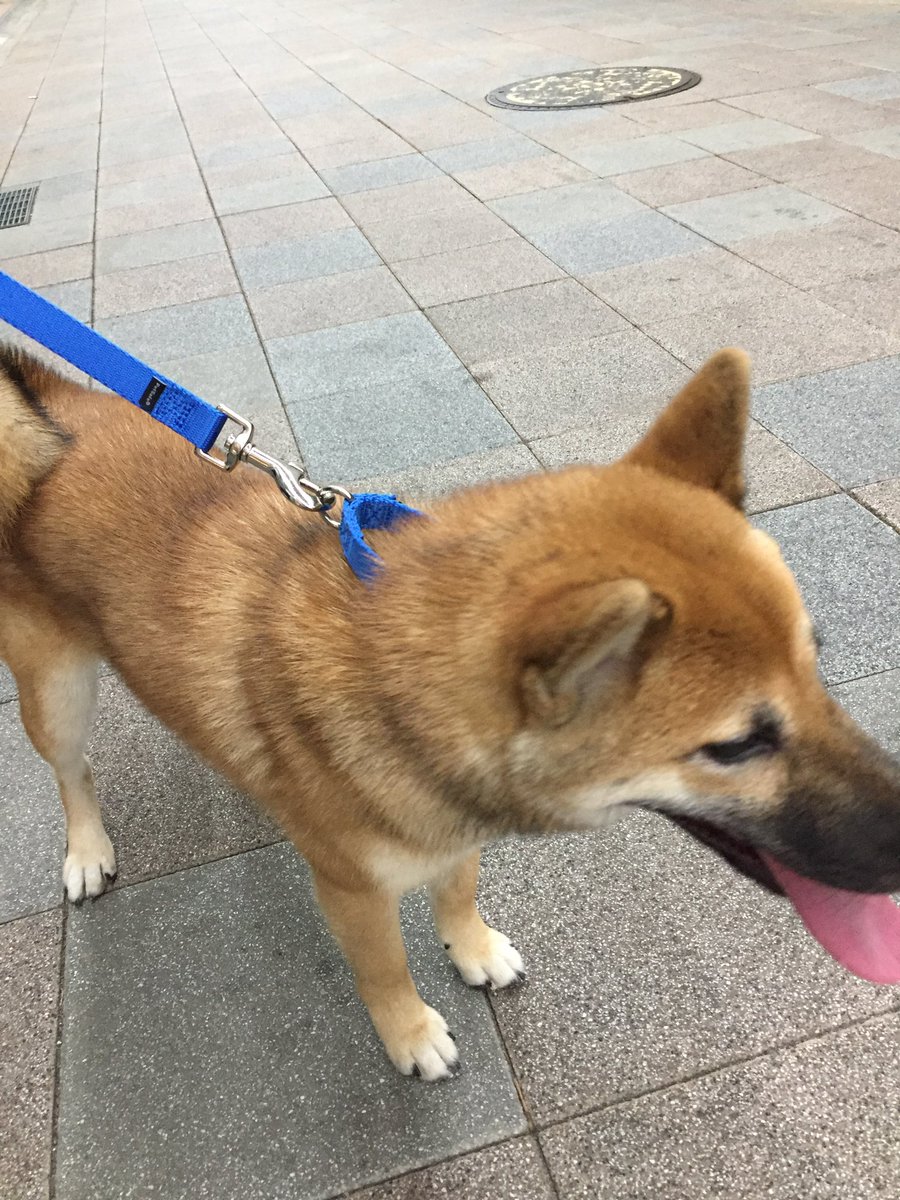 jikemachi's tweet image. きょうは何の日をみてみますとたーくさんありますね、12/1。
愛犬と飼い主が絆を深める日でもあるそうですよ😃
日向で穴掘ってアゴ載せている愛犬とかダンボールをカジカジしてる、道の匂いが気になって仕方ない　風呂が嫌い　パンのミミが好き　どうぞ絆　大切に。