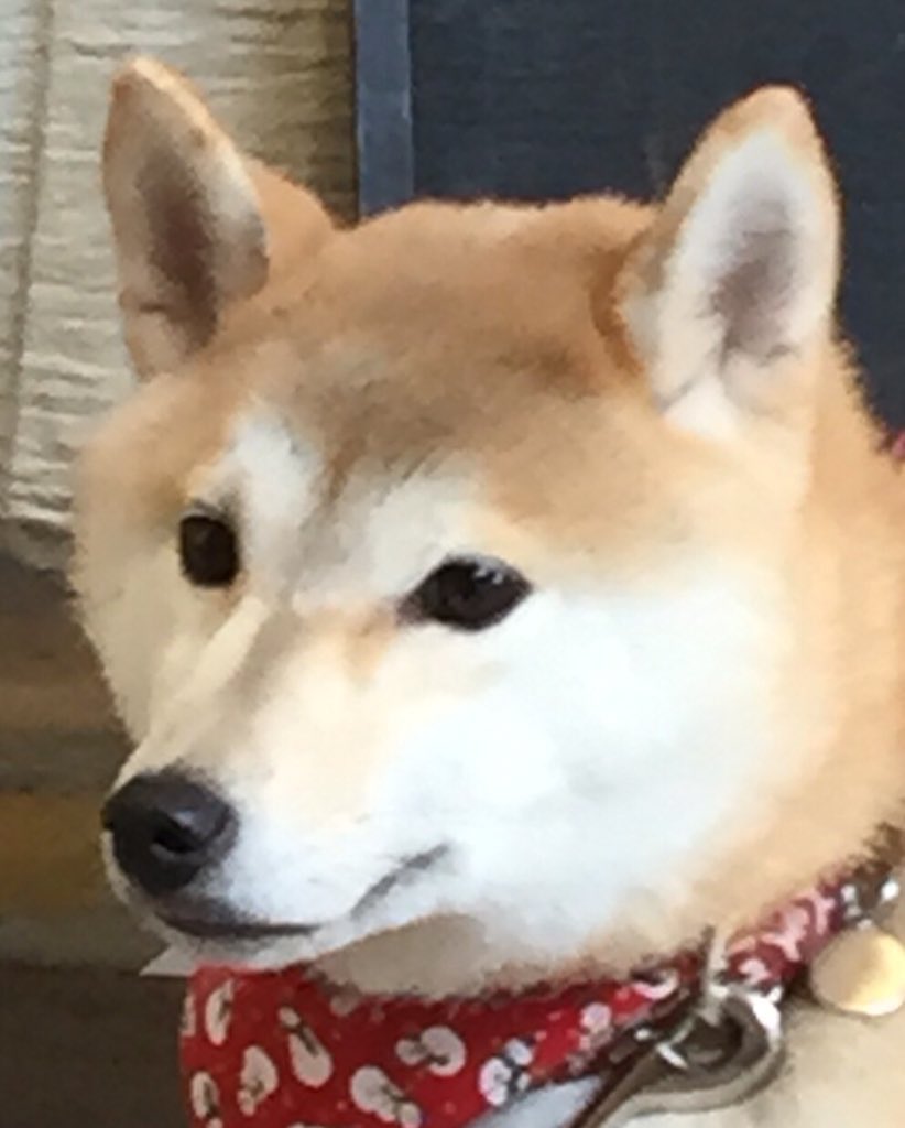 jikemachi's tweet image. きょうは何の日をみてみますとたーくさんありますね、12/1。
愛犬と飼い主が絆を深める日でもあるそうですよ😃
日向で穴掘ってアゴ載せている愛犬とかダンボールをカジカジしてる、道の匂いが気になって仕方ない　風呂が嫌い　パンのミミが好き　どうぞ絆　大切に。