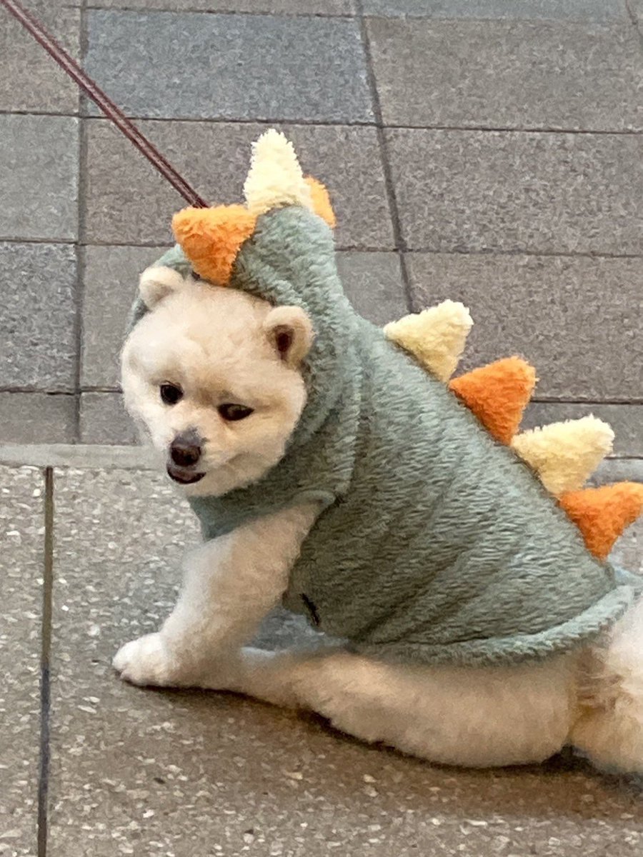 jikemachi's tweet image. きょうは何の日をみてみますとたーくさんありますね、12/1。
愛犬と飼い主が絆を深める日でもあるそうですよ😃
日向で穴掘ってアゴ載せている愛犬とかダンボールをカジカジしてる、道の匂いが気になって仕方ない　風呂が嫌い　パンのミミが好き　どうぞ絆　大切に。