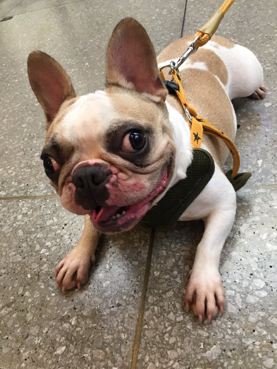 jikemachi's tweet image. きょうは何の日をみてみますとたーくさんありますね、12/1。
愛犬と飼い主が絆を深める日でもあるそうですよ😃
日向で穴掘ってアゴ載せている愛犬とかダンボールをカジカジしてる、道の匂いが気になって仕方ない　風呂が嫌い　パンのミミが好き　どうぞ絆　大切に。