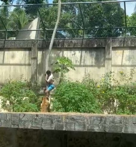 لبؤة تقتل رجلاً اقتحم حظيرتها! (إكس)