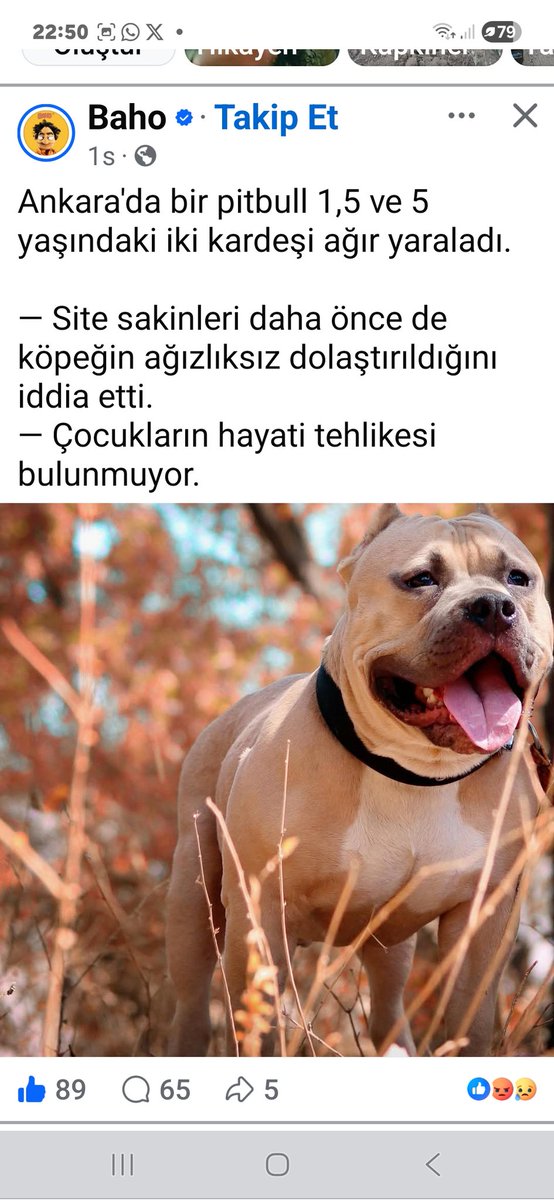 <a href="/ensonhaber/">ENSONHABER</a> Bu köpek 2 çocu ağır yaralamış yahu bü ülke nereye gidiyo binalrda eşwk kadar köpek beslemek yasaklansın yazık değül şu çocuklara.