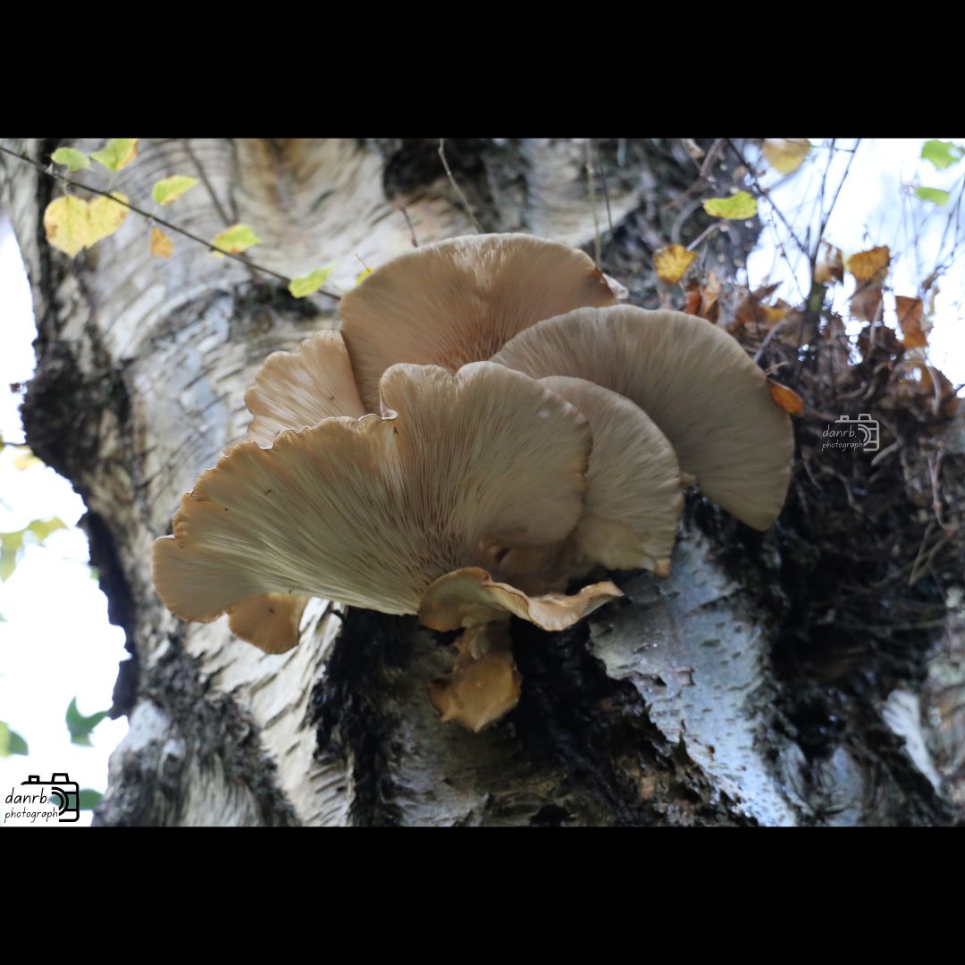 danrbphot0graph's tweet photo. Oyster Mushrooms Bracket Fungus!
#photo #photography #outdoors #autumn #autumn2025 #fall #fall2025 #leaves #autumnleaves #orangeleaves #tree #trees #autumntree #autumntrees #birch #birches #silverbirch #silverbirches #oystermushrooms #bracketfungus #fungus https://t.co/iDnkHDdvFB