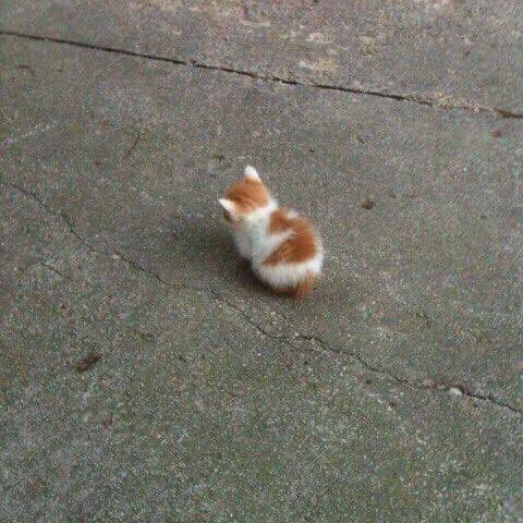 hela_boo's tweet image. pls