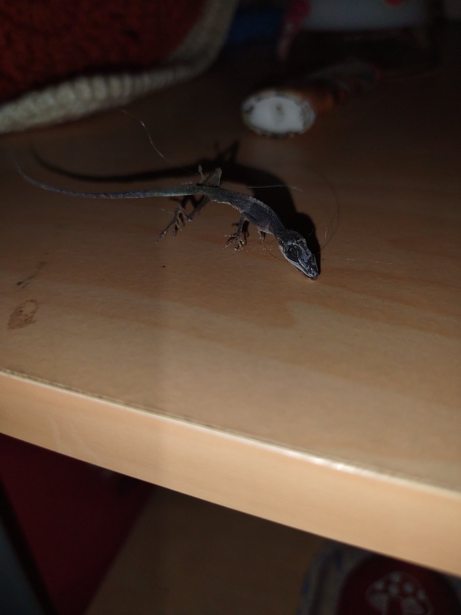 lazer 🛸 tweet media