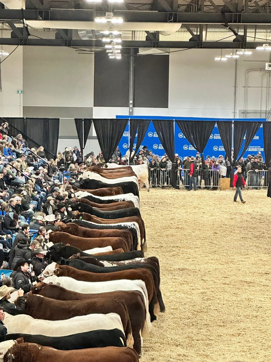 Canadian Western Agribition Supreme Champions Congratulations to Wheatland Cattle Co. the Lafrentz Family winning Supreme Female with the Simmental and  Kay-R Charolais, the Phillips Family on winning Supreme Bull with the Charolais #sullivansupply #trustedbychampions #agribition