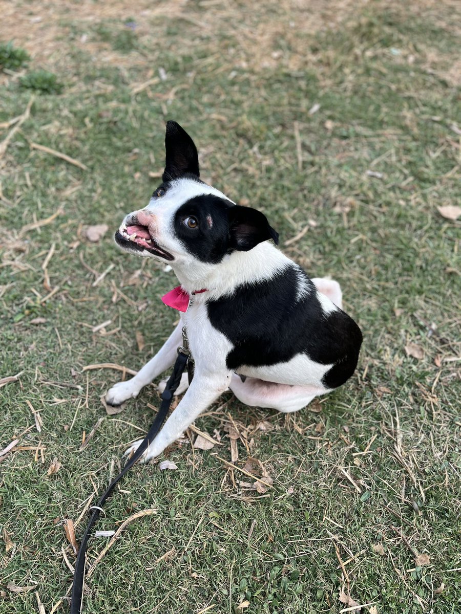 HELA_MORE's tweet image. Ella es Esperancita,una de nuestras perritas rescatadas.🩵

Su mayor deseo para terminar el año es encontrar un buen hogar, y una familia que la ame muchísimo.

Tiene 4 años,es talla grande,protocolo completo.
Sociable,cariñosa y muy juguetona.
¿Le das una oportunidad?💖
Estamos…