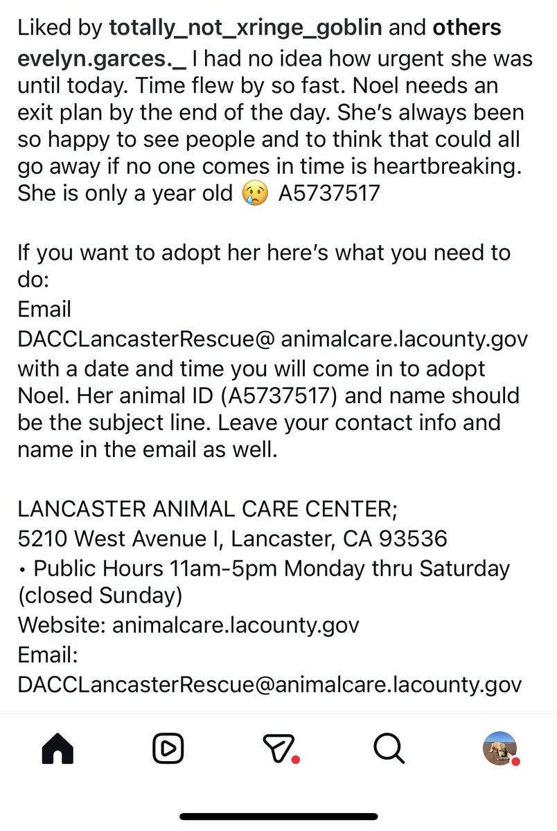 SarahjaneGille1's tweet image. 🆘🆘🆘🆘 PLAN NOW NOEL VIDEO she is gorgeous adorable #PUPPY @AnimaLancaster she could be EUTHANIZED shortly 1yrs old #PUPPY ⬇️ #A5737517 @mapleveewesem @SUFPFoundation #standupforpitsfoundation 🆘🆘🆘#SAVE NOW #FOSTER #savedog #rescuedog #LA #CALI 

 instagram.com/reel/DRsizCWkn…