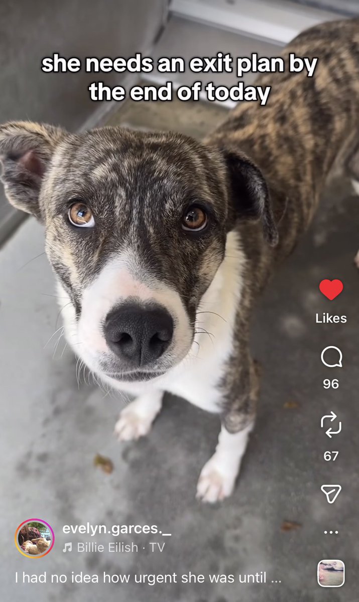 SarahjaneGille1's tweet image. 🆘🆘🆘🆘 PLAN NOW NOEL VIDEO she is gorgeous adorable #PUPPY @AnimaLancaster she could be EUTHANIZED shortly 1yrs old #PUPPY ⬇️ #A5737517 @mapleveewesem @SUFPFoundation #standupforpitsfoundation 🆘🆘🆘#SAVE NOW #FOSTER #savedog #rescuedog #LA #CALI 

 instagram.com/reel/DRsizCWkn…