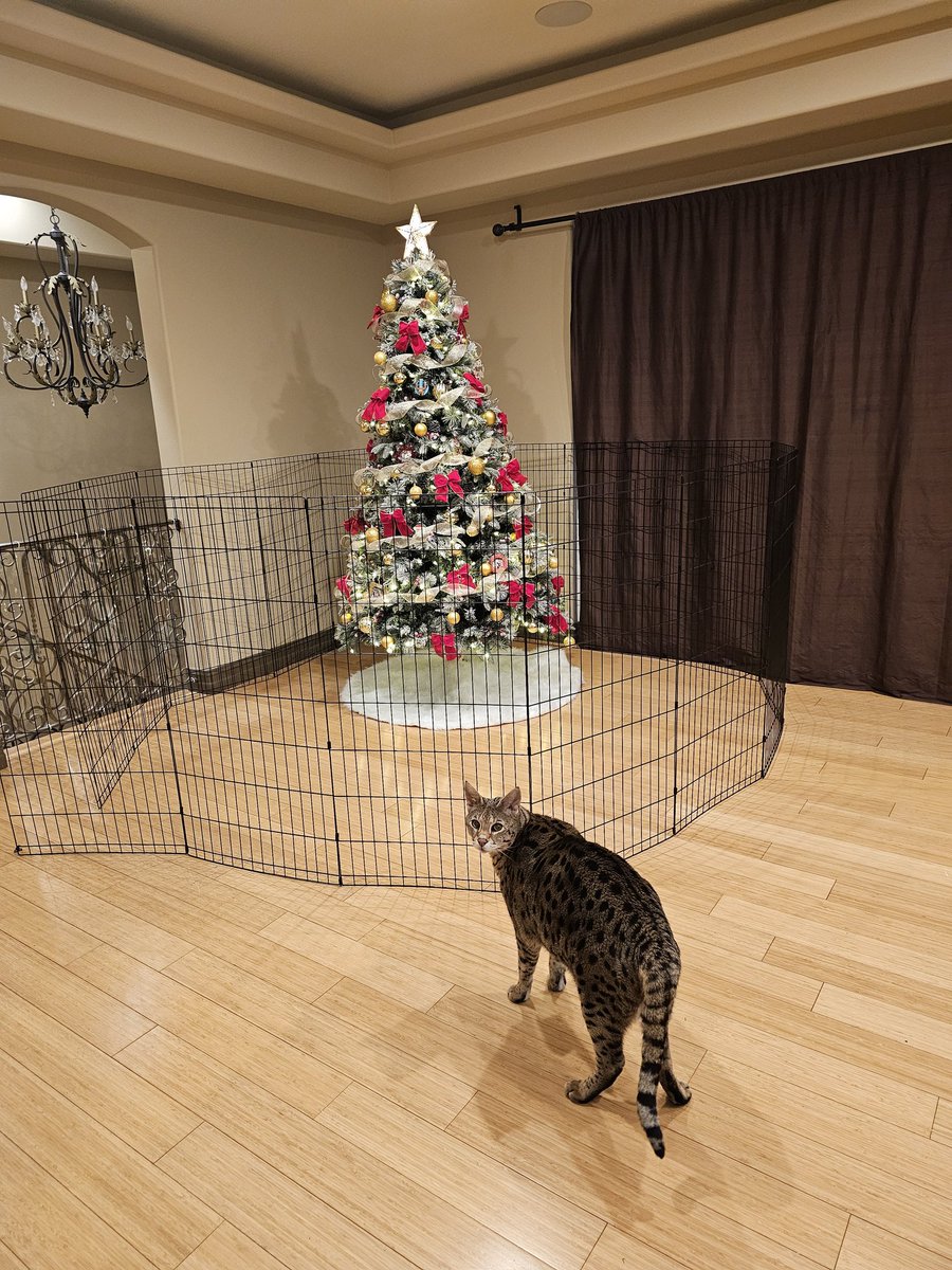 Mark Rubin tweet media