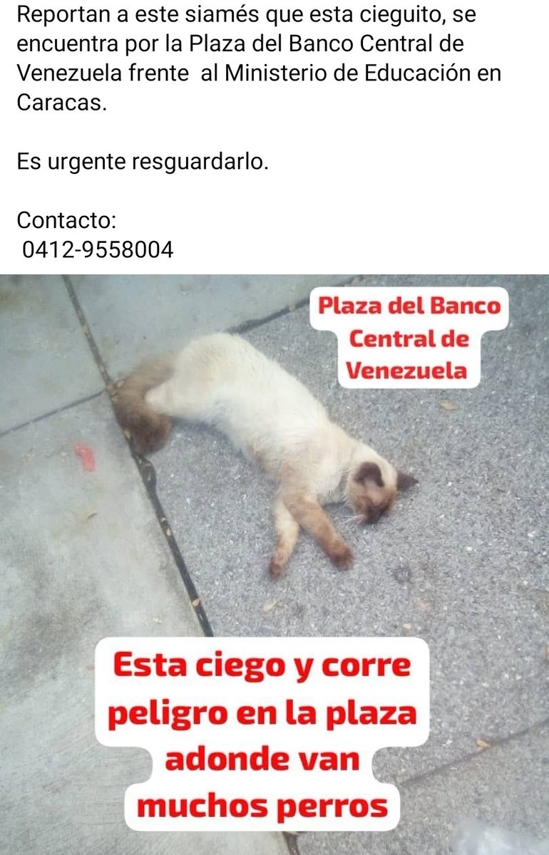 Necesita hogar temporal o definitivo URGENTE