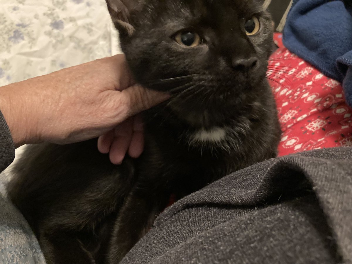 leet_muffin's tweet image. They stopped moving long enough for me to get some actual photos ha ha