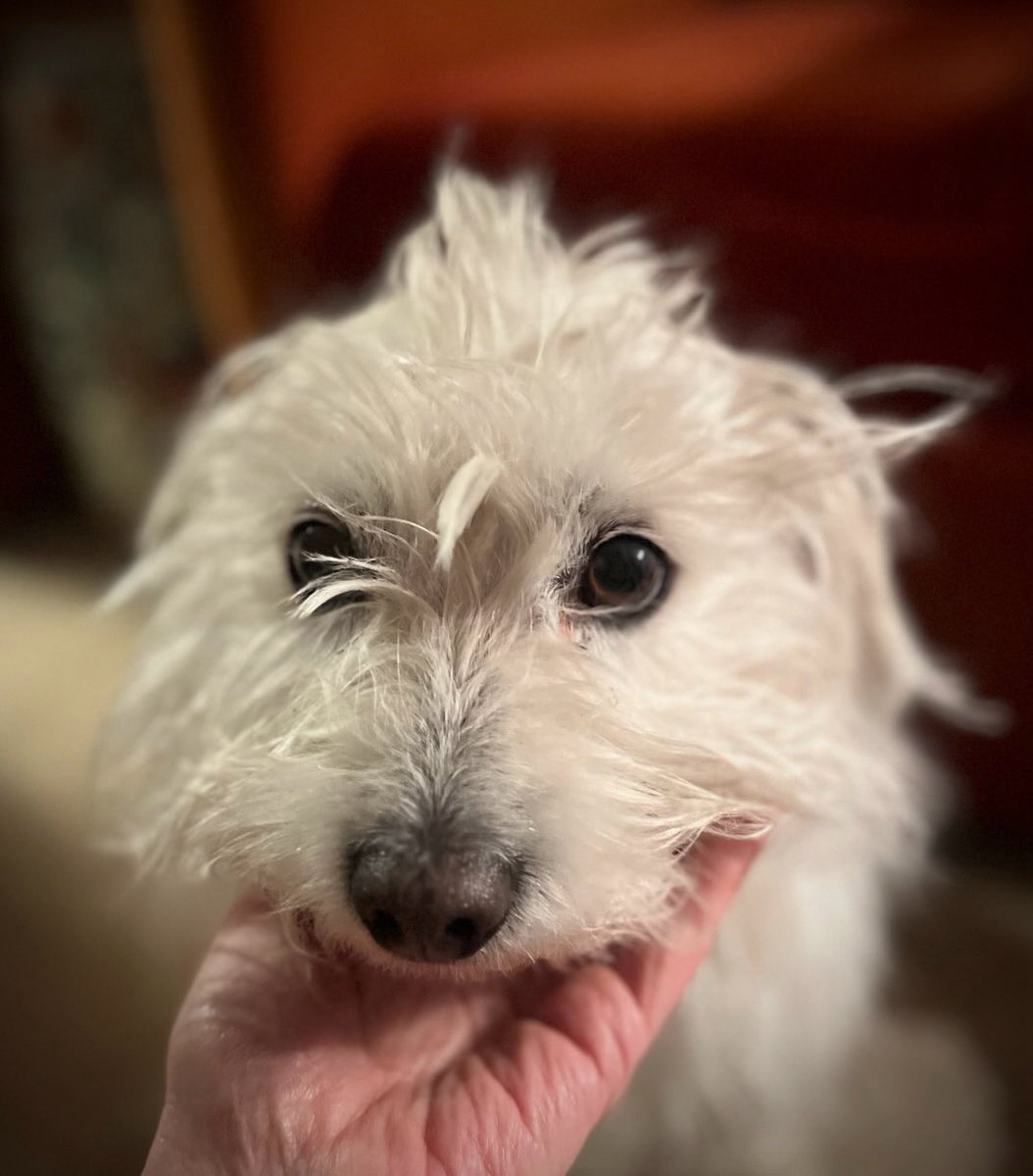 SarahRSource's tweet image. 📸 iamsarahgrafferty: In this season of gratitude, deeply grateful for the time we had with this guy, though it certainly wasn’t enough. It’s taken me a minute to share that we said goodbye to Rupert a couple of months ago.

He was
the best waggler to ever wag it;
our…