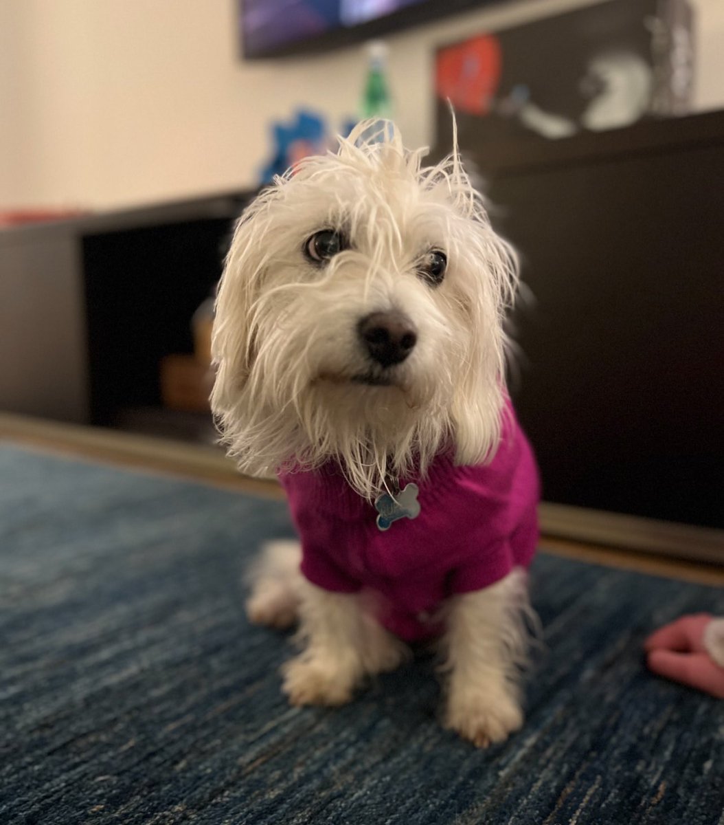 SarahRSource's tweet image. 📸 iamsarahgrafferty: In this season of gratitude, deeply grateful for the time we had with this guy, though it certainly wasn’t enough. It’s taken me a minute to share that we said goodbye to Rupert a couple of months ago.

He was
the best waggler to ever wag it;
our…