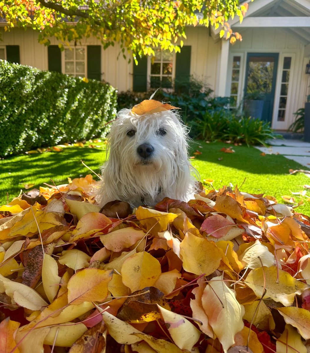 SarahRSource's tweet image. 📸 iamsarahgrafferty: In this season of gratitude, deeply grateful for the time we had with this guy, though it certainly wasn’t enough. It’s taken me a minute to share that we said goodbye to Rupert a couple of months ago.

He was
the best waggler to ever wag it;
our…