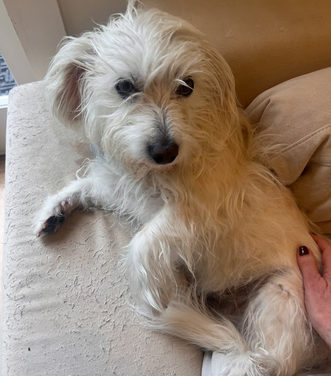 SarahRSource's tweet image. 📸 iamsarahgrafferty: In this season of gratitude, deeply grateful for the time we had with this guy, though it certainly wasn’t enough. It’s taken me a minute to share that we said goodbye to Rupert a couple of months ago.

He was
the best waggler to ever wag it;
our…