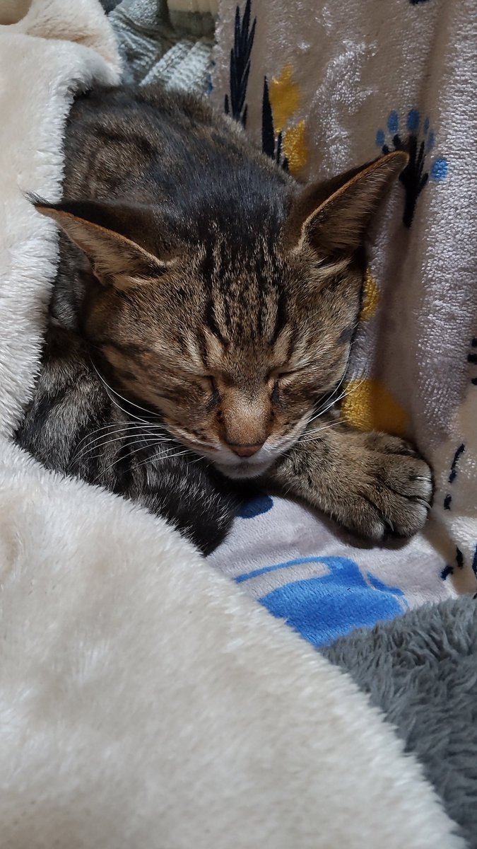 きじとら@nyan (@kigitorakun) / Posts / X