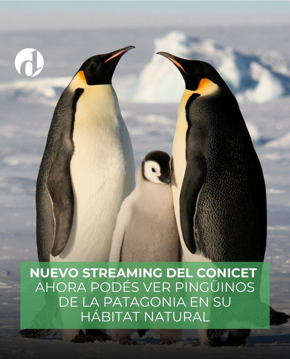 unpocotendencia's tweet image. “Conicet”
Porque el nuevo streaming del Conicet será sobre los pingüinos de la Patagonia.