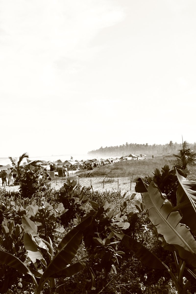 Júlio César tweet media