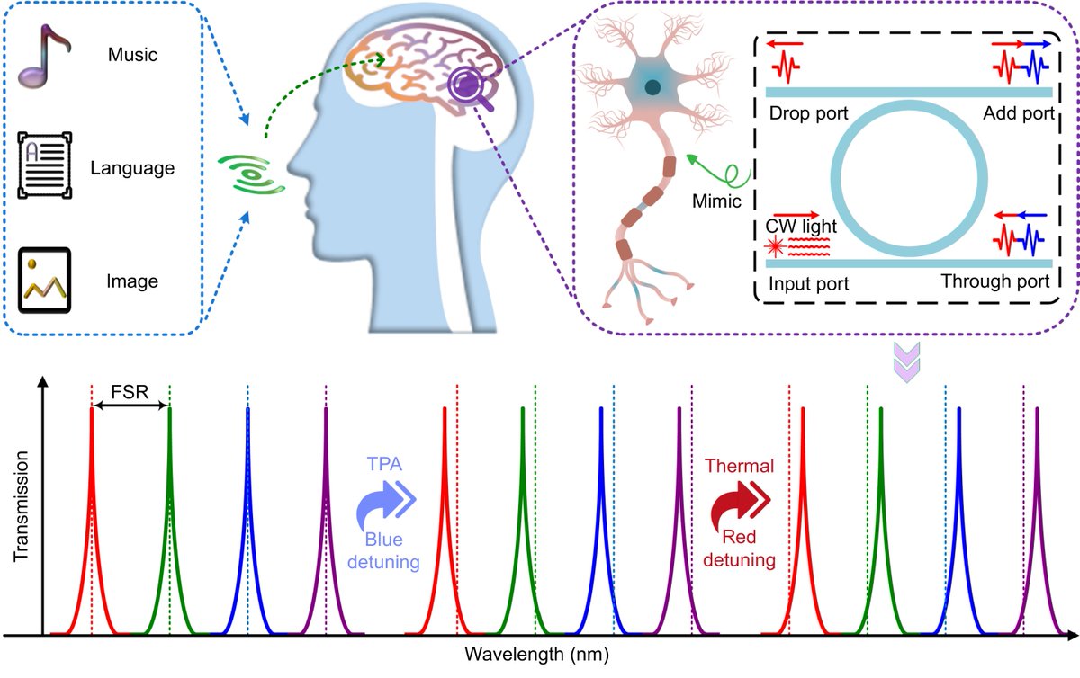 pubcard_net's tweet image. &quot;All-optical digital logic and neuromorphic computing based on multi-wavelength auxiliary and competition in a single microring resonator&quot;, a review article in Opto-Electronic Science @OptoElectronAdv Full-length paper available at oejournal.org/oes/article/do…