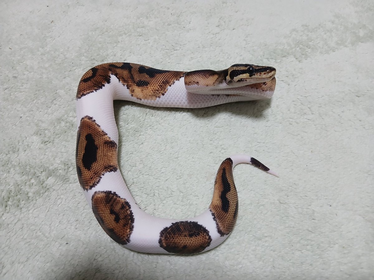 mata1177's tweet image. おはようございます(^-^)/
#バナナの家
#ボールパイソン
#ballpython 
#爬虫類