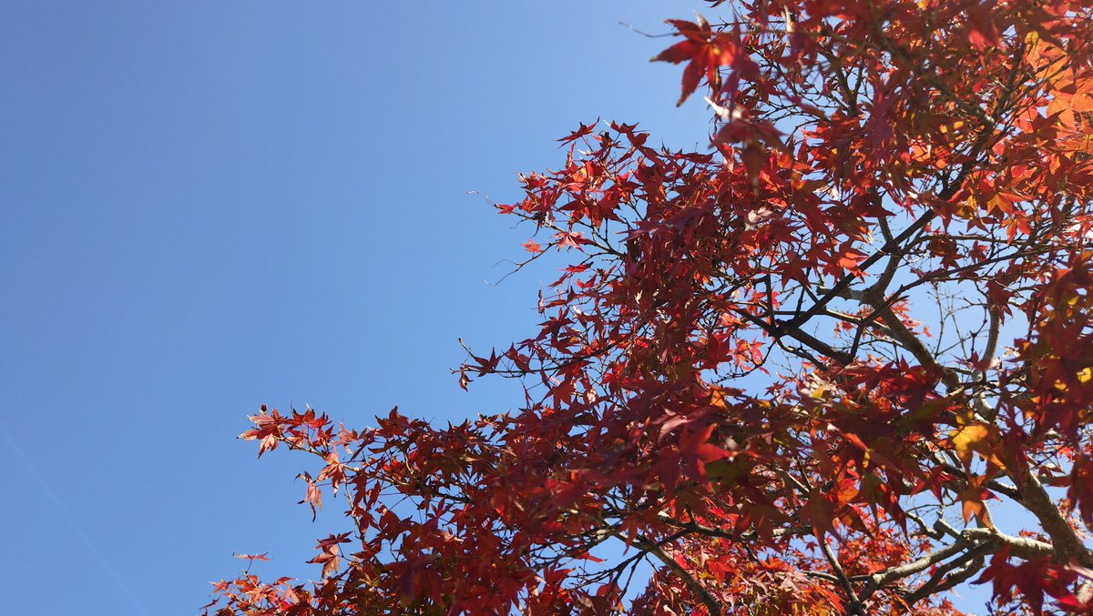 baucyann2's tweet image. #紅葉
暖かい12月の始まり紅葉狩り日和🍁☀