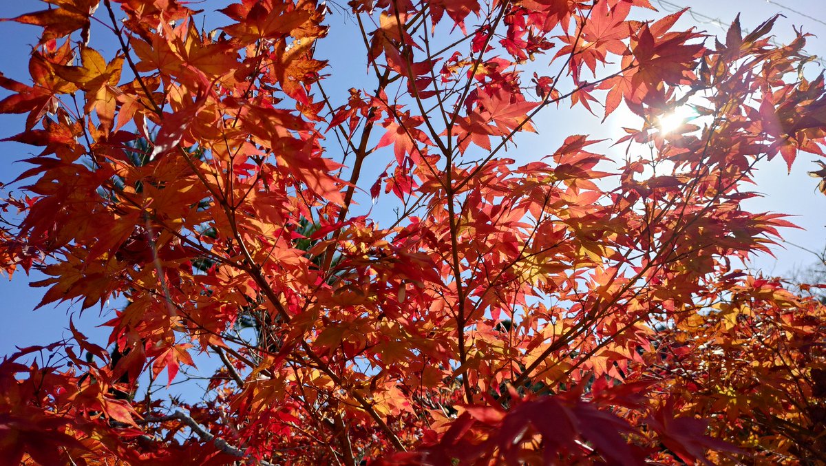baucyann2's tweet image. #紅葉
暖かい12月の始まり紅葉狩り日和🍁☀