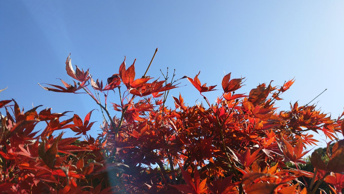 baucyann2's tweet image. #紅葉
暖かい12月の始まり紅葉狩り日和🍁☀