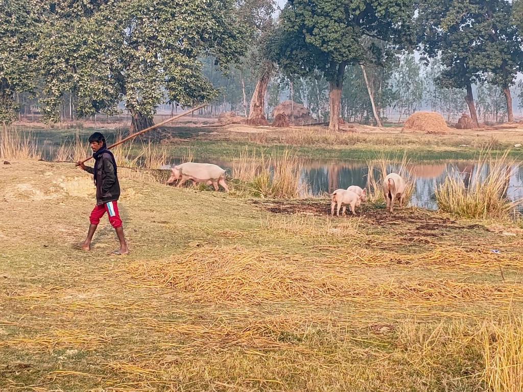 अरसा गुजरने के बाद एक गांव में सुबह सवेरे ऐसा देखा। मुझे एक बार विश्वास ही नहीं हुआ कि गांव में यह व्यवस्था अभी भी है। 

इसमें एक लड़का अपनी सूअर (pigs) को चराने निकला है (पैतृक रूप से सूअर पालन का व्यवसाय) जो जाति विशेष के लोग करते थे।

विकसित भारत का मूल मंत्र