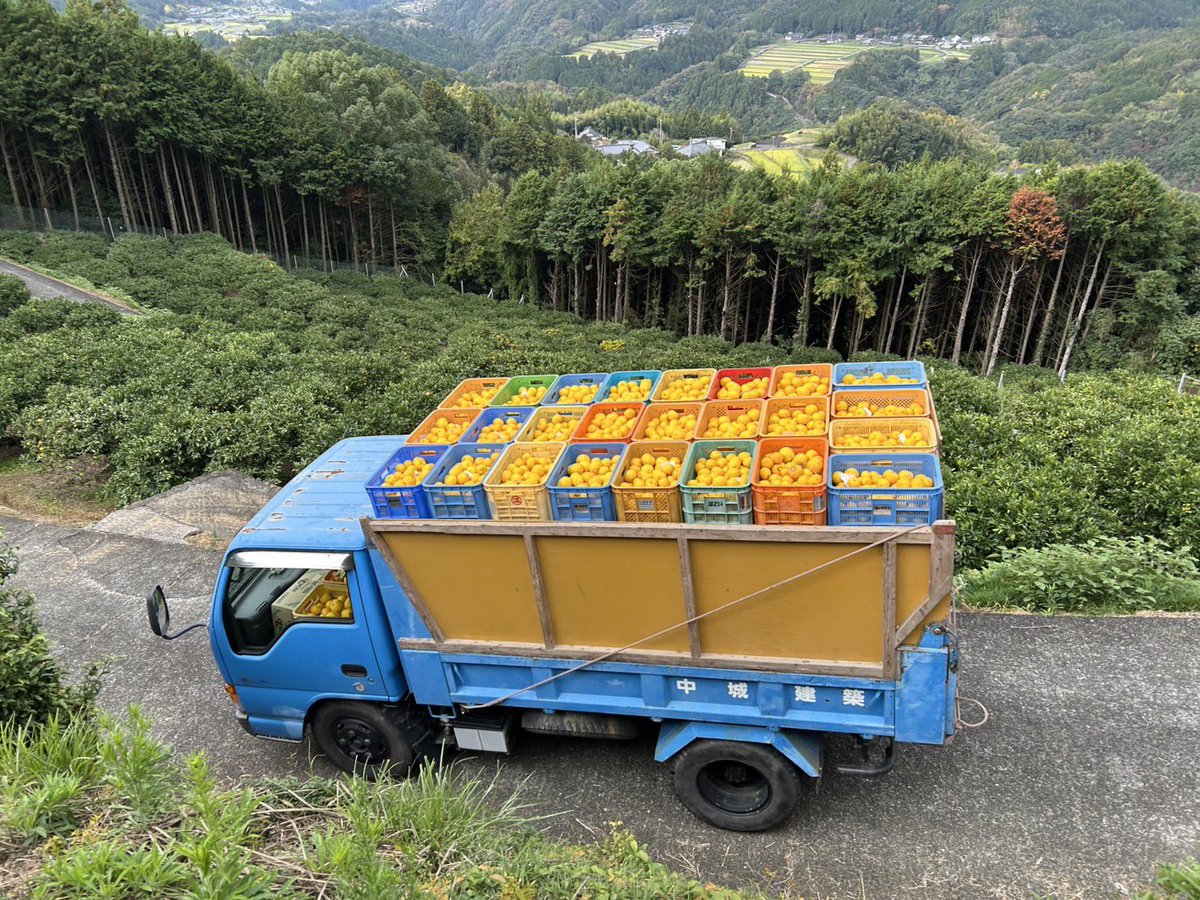 opacho_l2's tweet photo. 柚子採り〜( 🍊･ᴗ･🍊 )
あと、雲海！ https://t.co/APi1tl4UEI