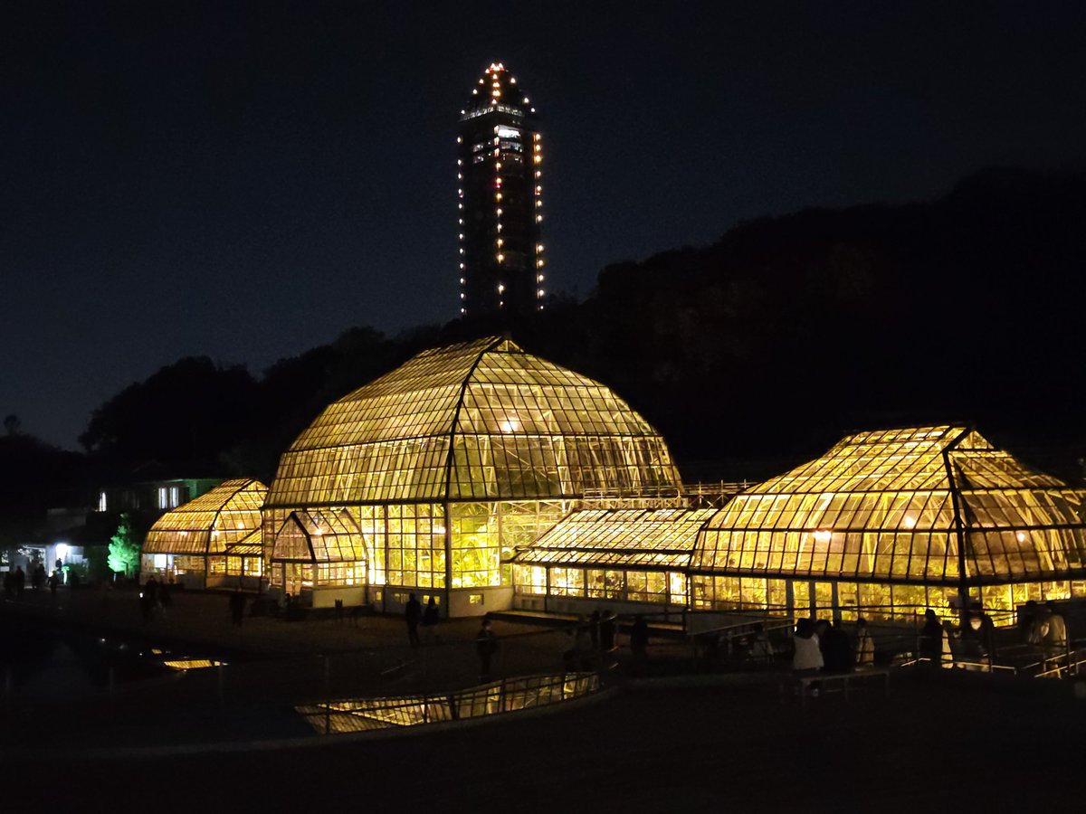 HolyShiru's tweet image. 東山動植物園 if you haven't seen the illumination yet, I recommend it.
#Nagoya2025
#紅葉ライトアップ