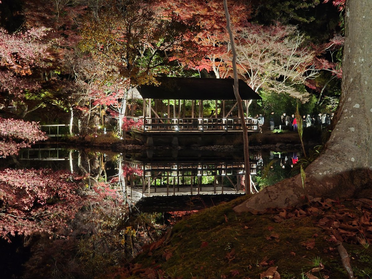 HolyShiru's tweet image. 東山動植物園 if you haven't seen the illumination yet, I recommend it.
#Nagoya2025
#紅葉ライトアップ