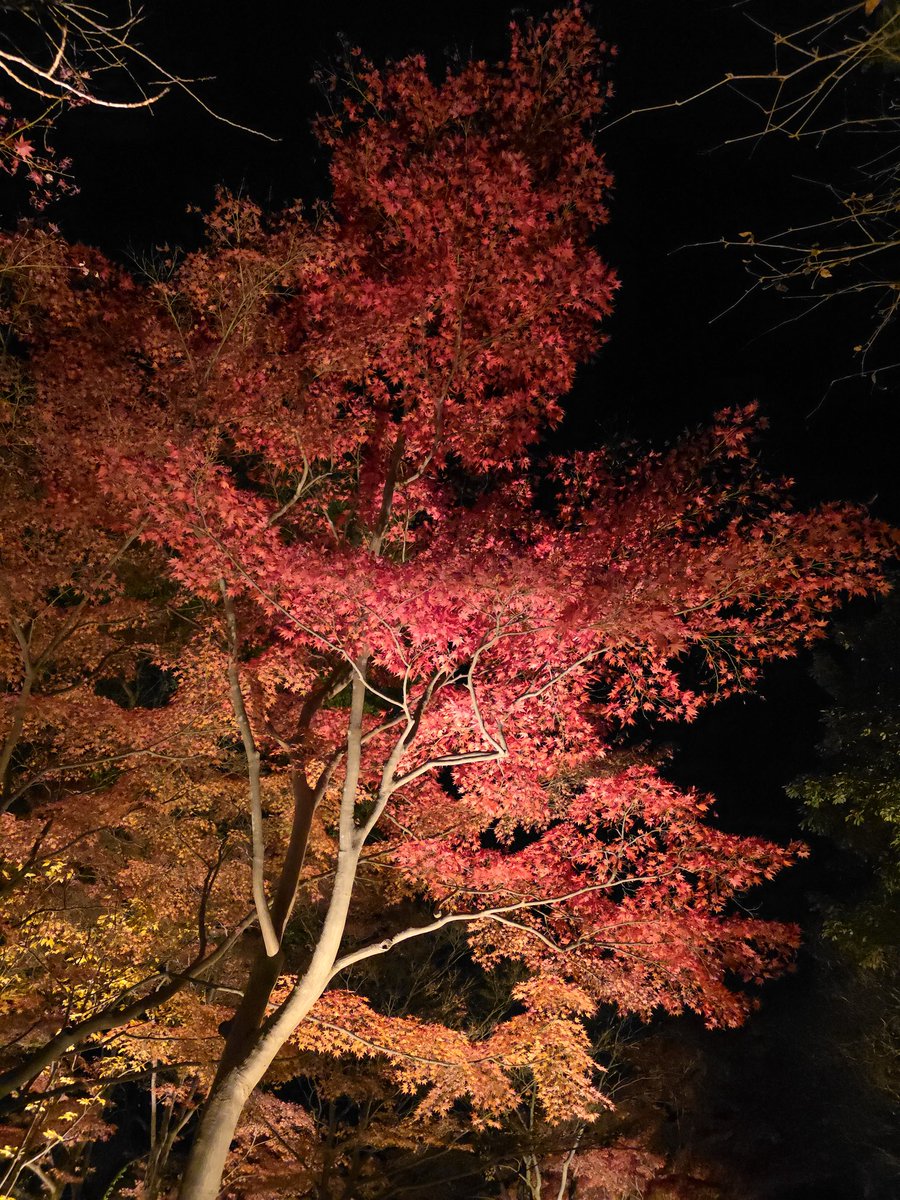 HolyShiru's tweet image. 東山動植物園 if you haven't seen the illumination yet, I recommend it.
#Nagoya2025
#紅葉ライトアップ