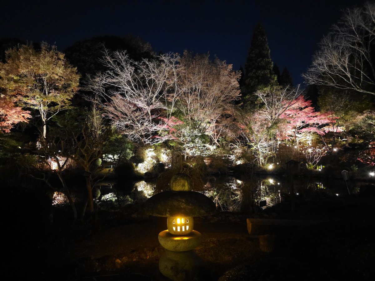 HolyShiru's tweet image. 東山動植物園 if you haven't seen the illumination yet, I recommend it.
#Nagoya2025
#紅葉ライトアップ