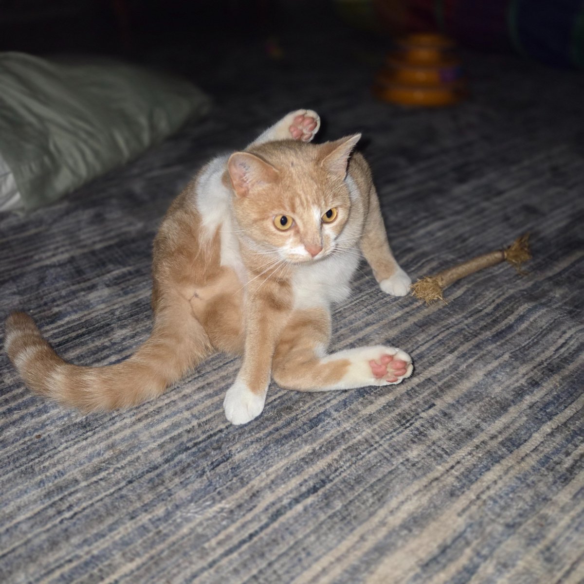 <a href="/CleeWeezy/">Littol Clee 🖤🧡</a> I've been waiting for CLEESITSUNDAY to share my first one ever! How's my form Clee? Any suggestions on how to improve it. Love Stevie. 😻🩷