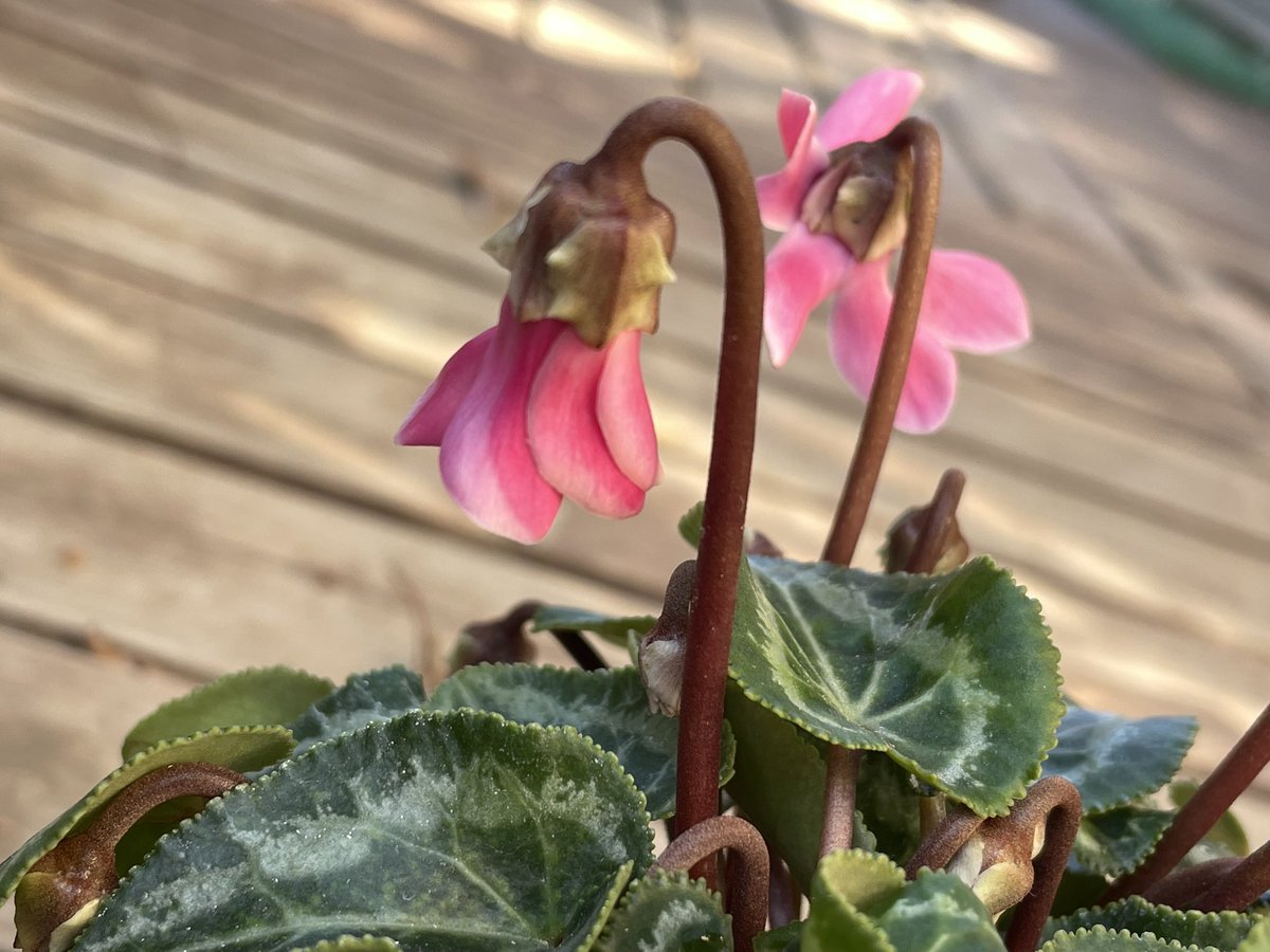 𓂂𓈒𓏸 Ohayo 𓂃𓂂𓈒𓏸ꕥ⋆*.ﾟ𓈒𓏸 #花族 #イマハナ my tiny garden 🌱