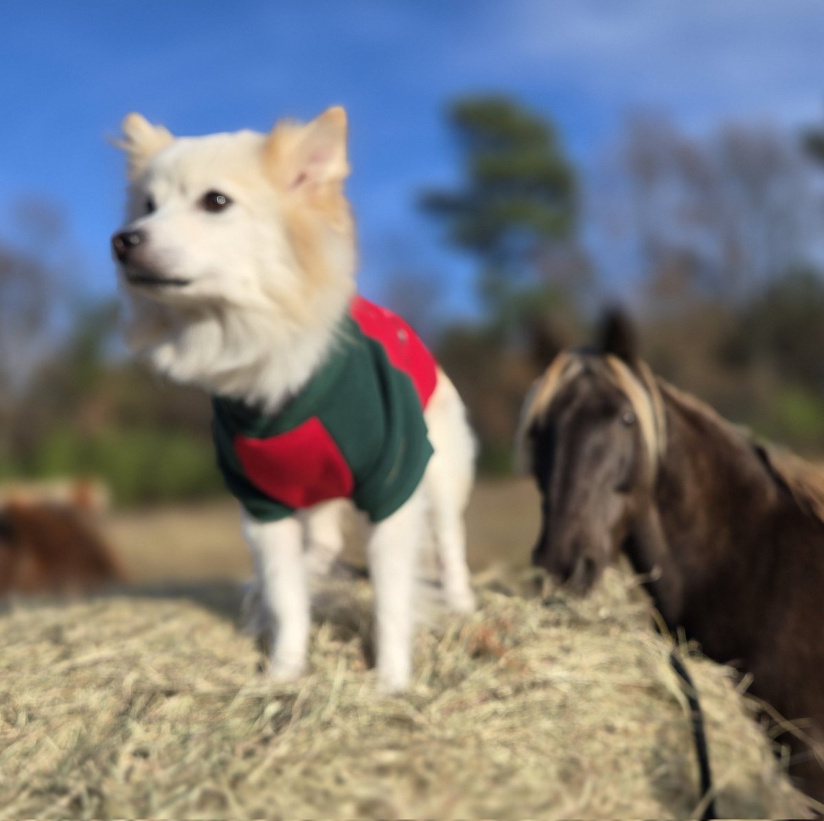 Jack and I are getting ready for this Christmas parade this Friday. The horses are pulling Santa Claus  🎅